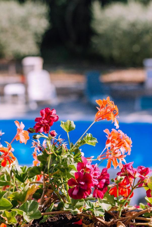 Guest House Sosi Umag Dış mekan fotoğraf